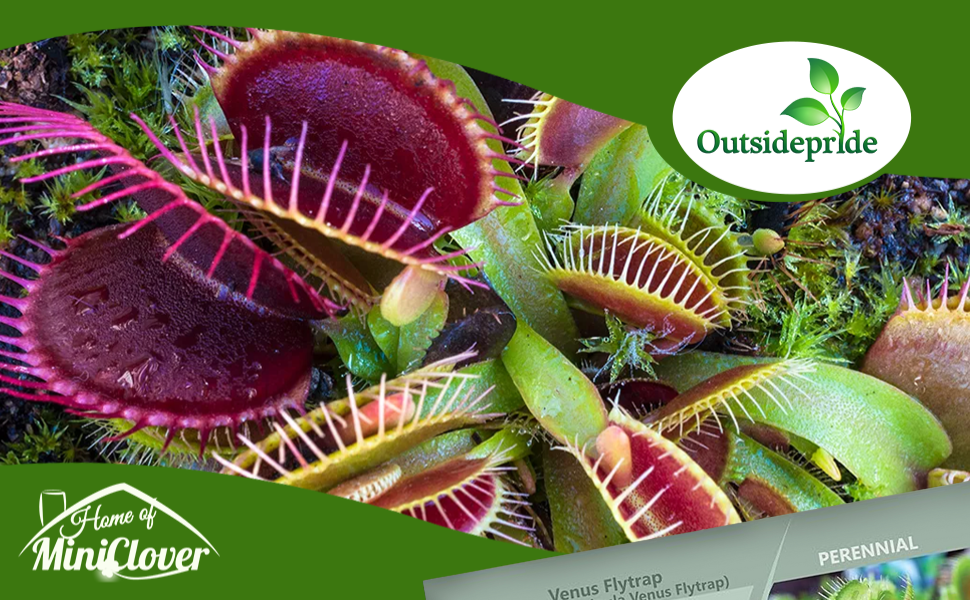 Venus Flytrap Seeds