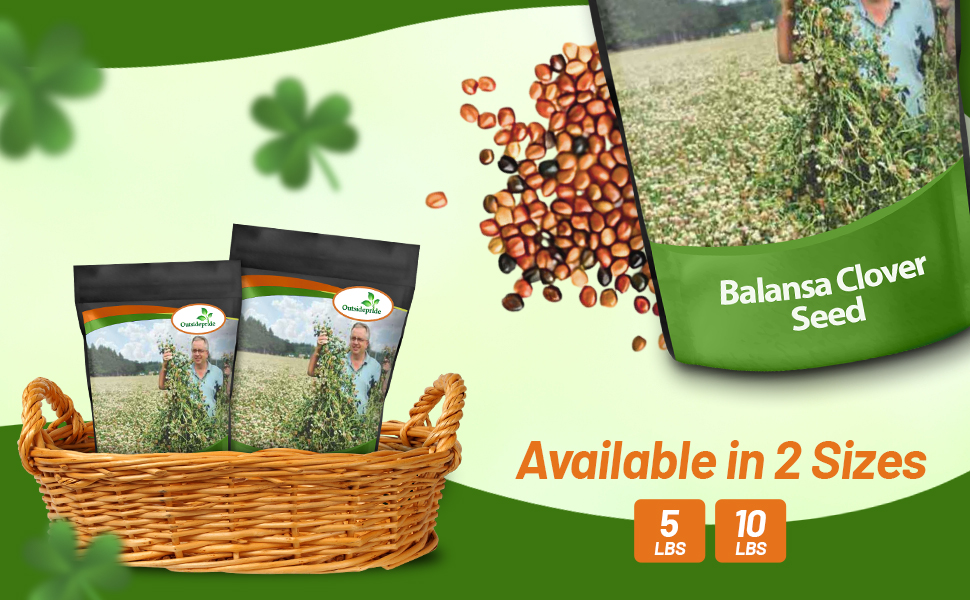 Fixation Balasna Deep Rooted Biomassive Clover Seeds