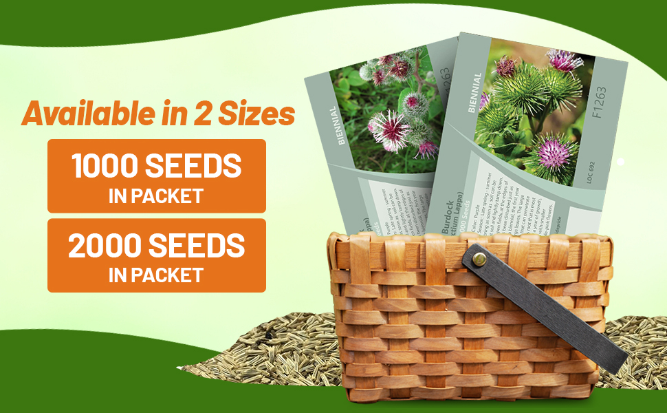 Arctium Lappa Burdock Seed Packets For Planting