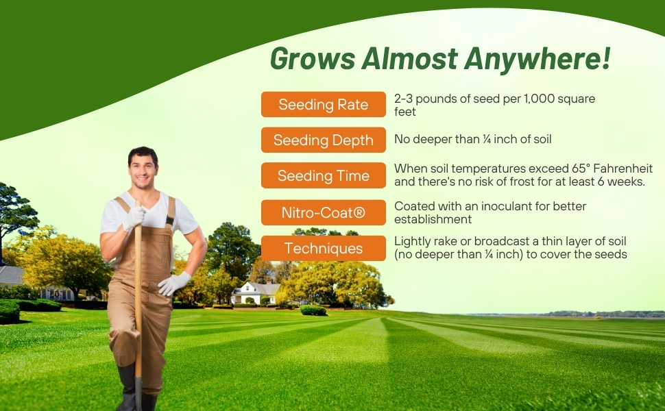 Oasis Bermuda Grass Seed Seed Rate & Planting Time