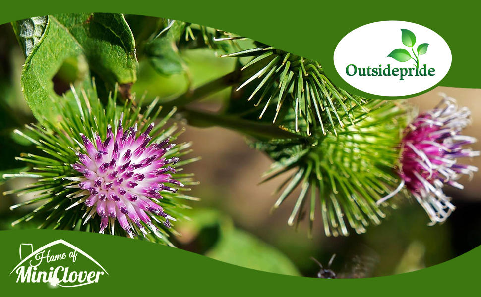Arctium Lappa Burdock Herb Garden Plants