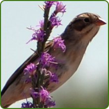 image of flower