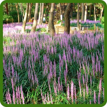 Liriope Monkey Grass For Sun or Shade