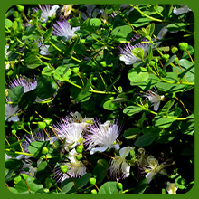 Drought Tolerant Caper Bush Plant