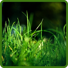 Pure Select Dense Putting Green Seed