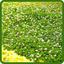 White Dutch Clover Low Growing
