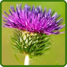 Burdock Flower