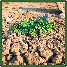 Drought Tolerant Balansa Clover Seed