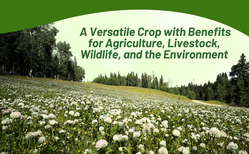 Balansa Clover For Agriculture, Livestock, Wildlife, & Cover Cropping