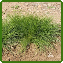 Heat & Drought Tolerant Royal TXD Lawn Grass Seed