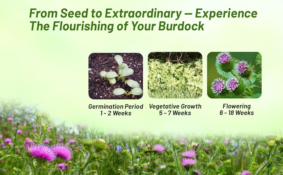 Burdock Germination and Flowering Time Period Chart