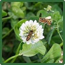 image of flower