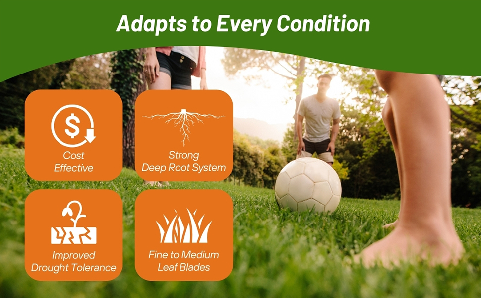 Drought Tolerant Combat Extreme Turf Type Fesuce Grass Seed
