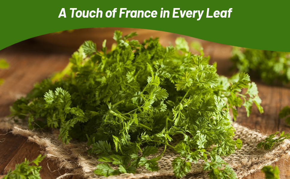 Fresh Cut Chervil Leaves Ready For Cooking