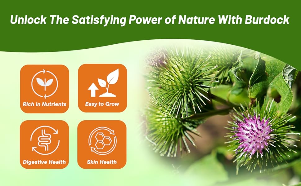 Medicinal Burdock Herb Garden Plant Grown From Seeds