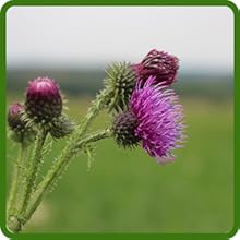 Burdock Self Seed Herb Plants