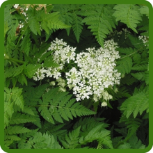 Delicate Lacy Foliage of Chervil Herbs