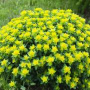 Euphorbia