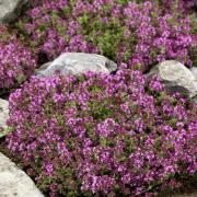 outsidepride magic carpet creeping thyme ground cover
