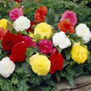 Begonia Tuberous Double Mix Begonia Tuberosa Seeds