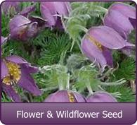  85,000 Wildflower Seeds, 35 Varietiey Wild Flowers Bulk Flower  Seeds, Mix of Annual and Perennial Bulk Packet Seeds for Planting,  Perennial Wild Flower Seeds, Semillas de Flores Hermosas : Patio