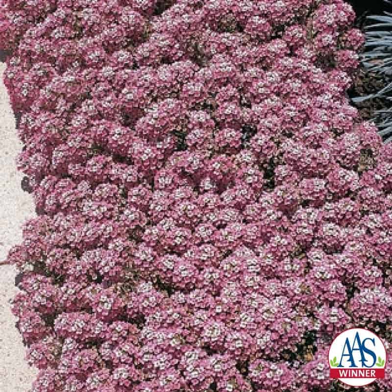 Alyssum Rosie O'Day Flowers