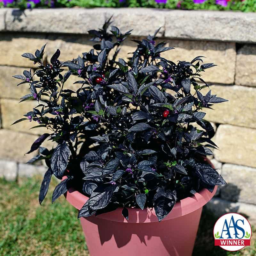 Pepper Black Pearl AAS Winner