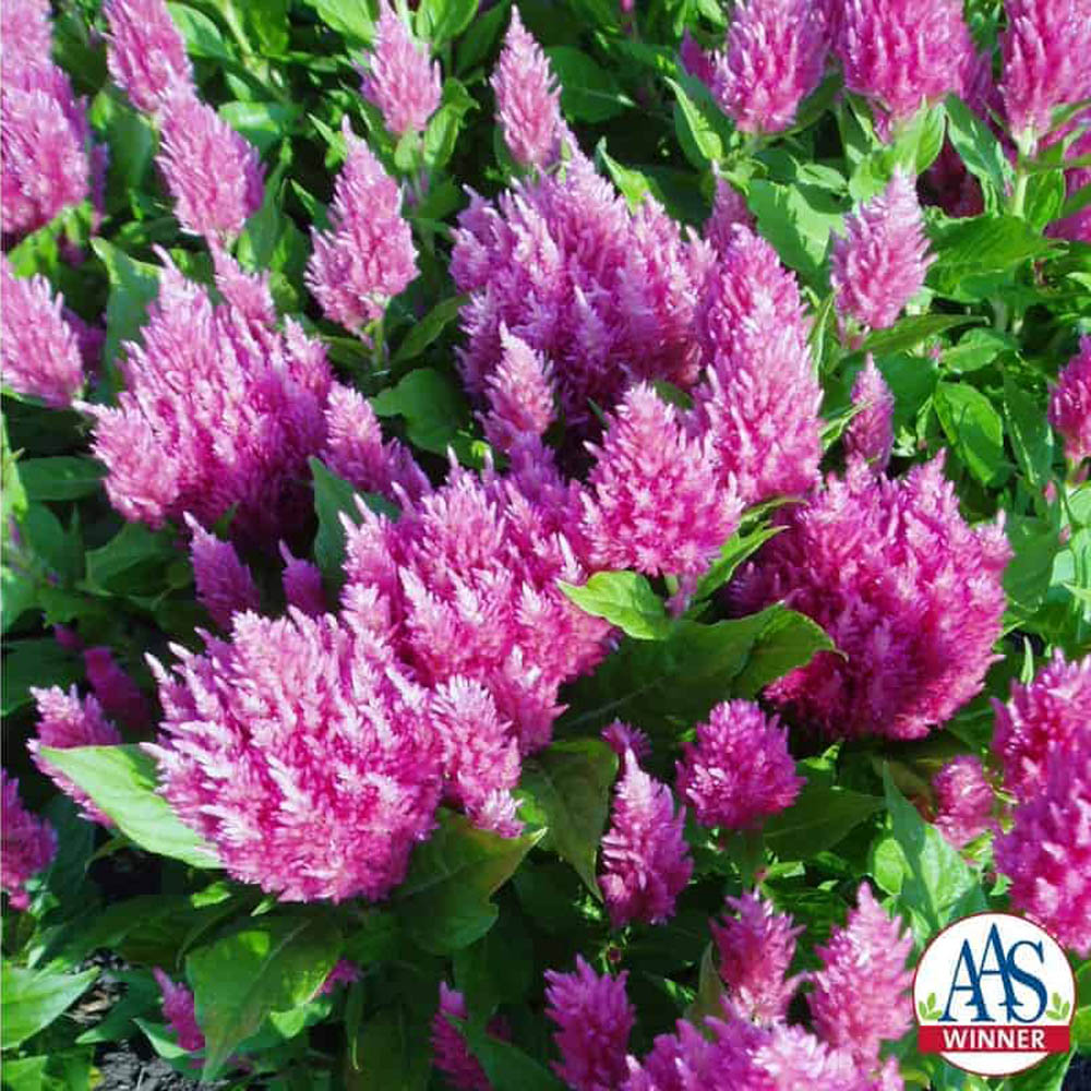 Celosia Plumosa Pink AAS Winner