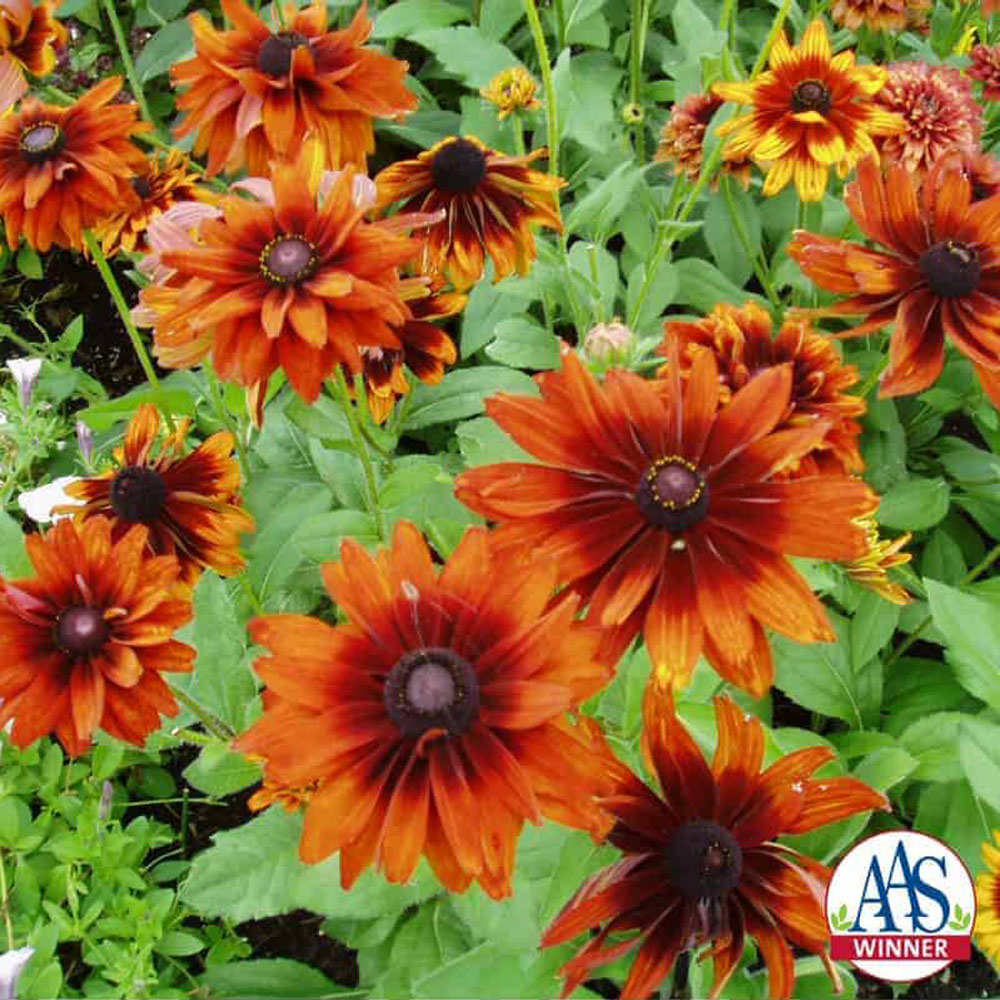 Rudbeckia Hirta Cherokee Sunset AAS Winner