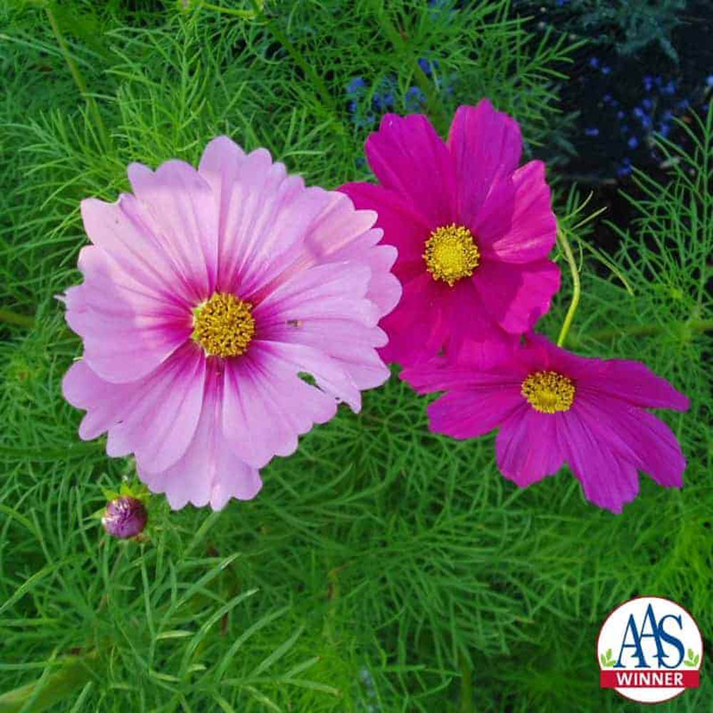 Cosmos Bipinnatus AAS Winner