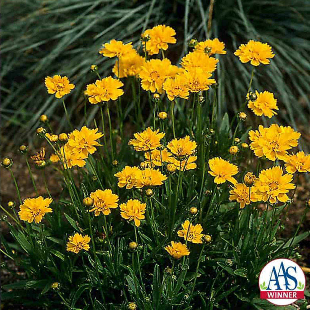 Coreopsis Early Sunrise AAS Winner