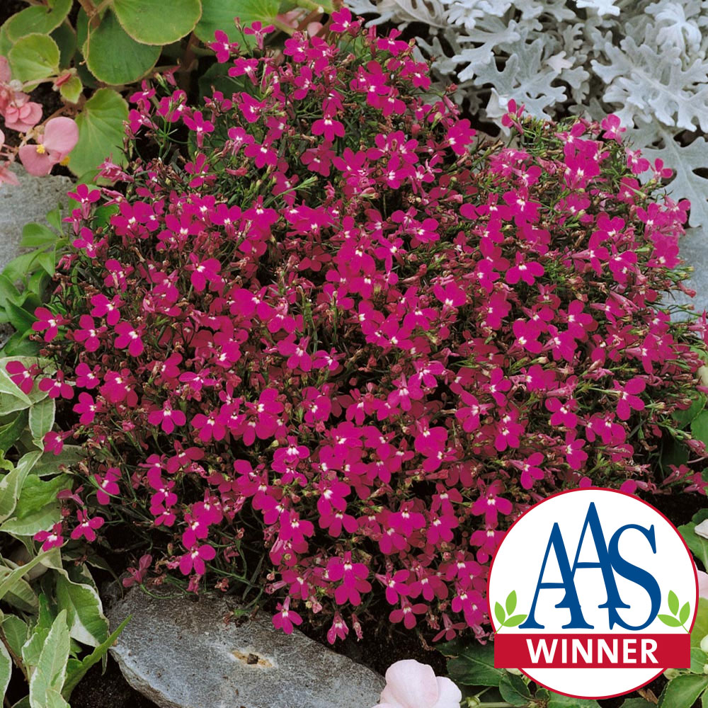 Lobelia Rosamond Container AAS Winner