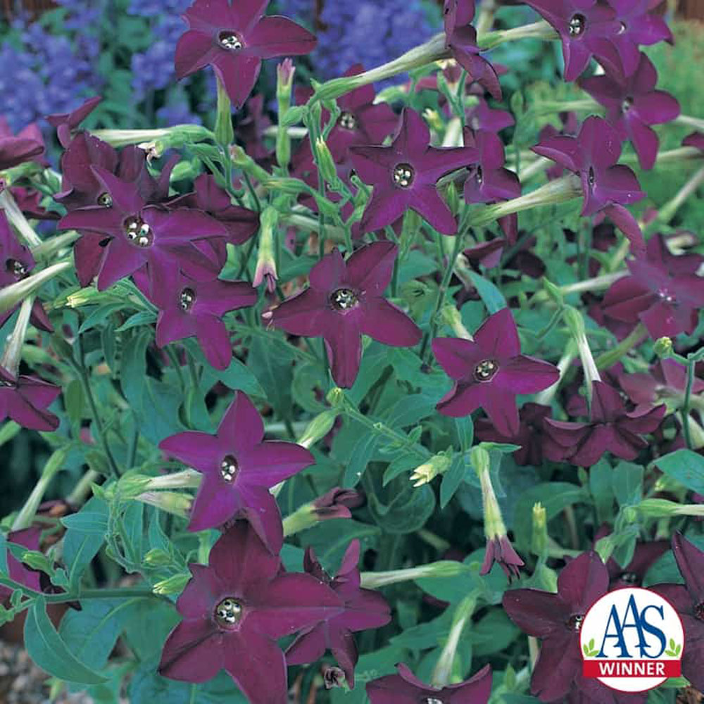 Nicotiana Perfume Deep Purple AAS Winner