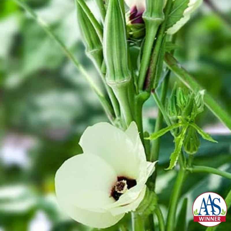 Okra Plants AAS Winner