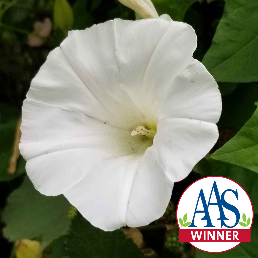 Morning Glory Pearly Gates AAS Winner