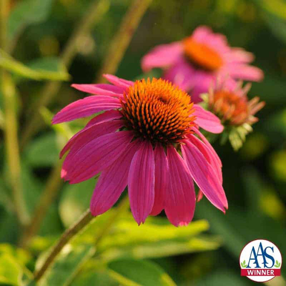 Echinacea Purpurea PowWow AAS Winner