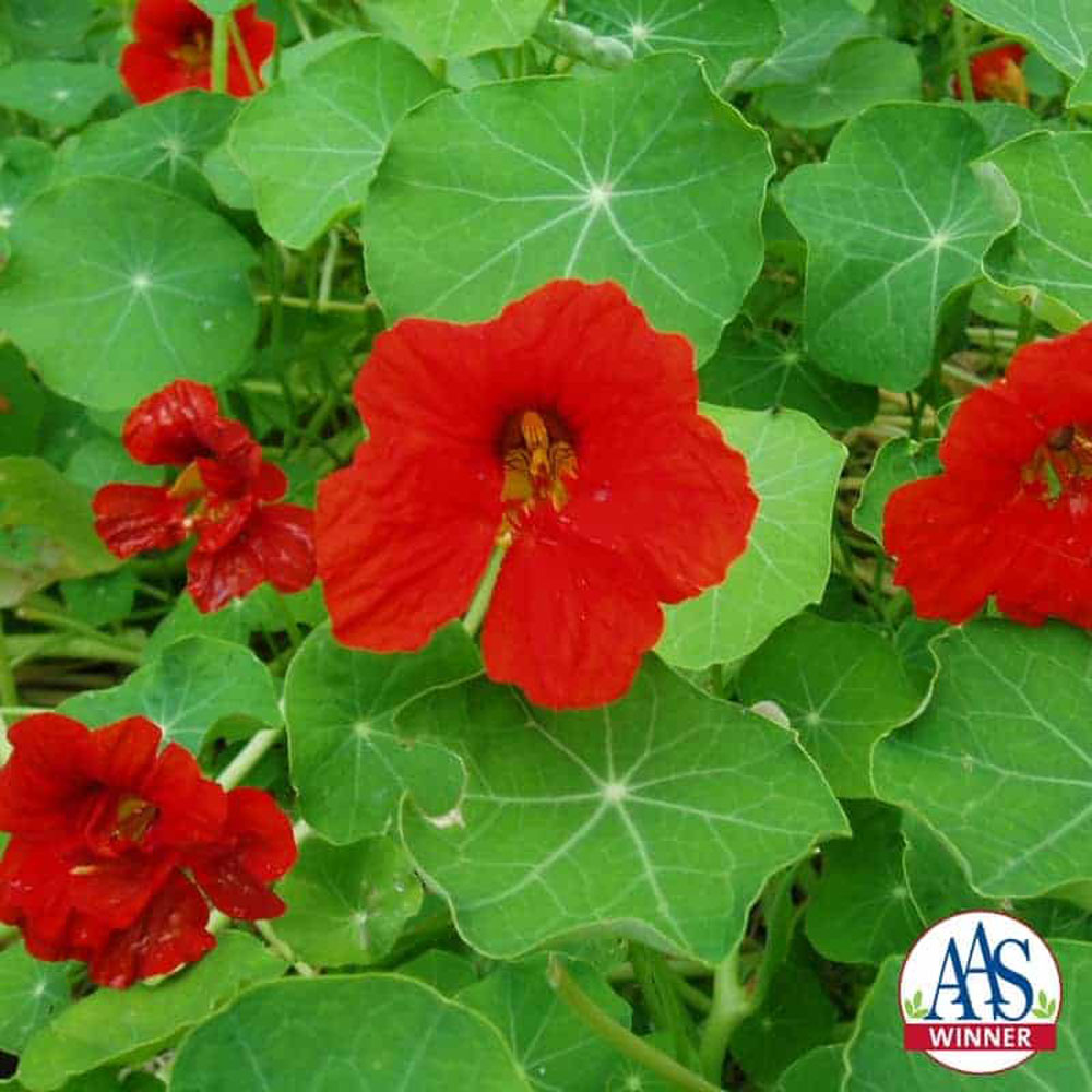 Nasturtium Double Gleam Scarlet AAS Winner