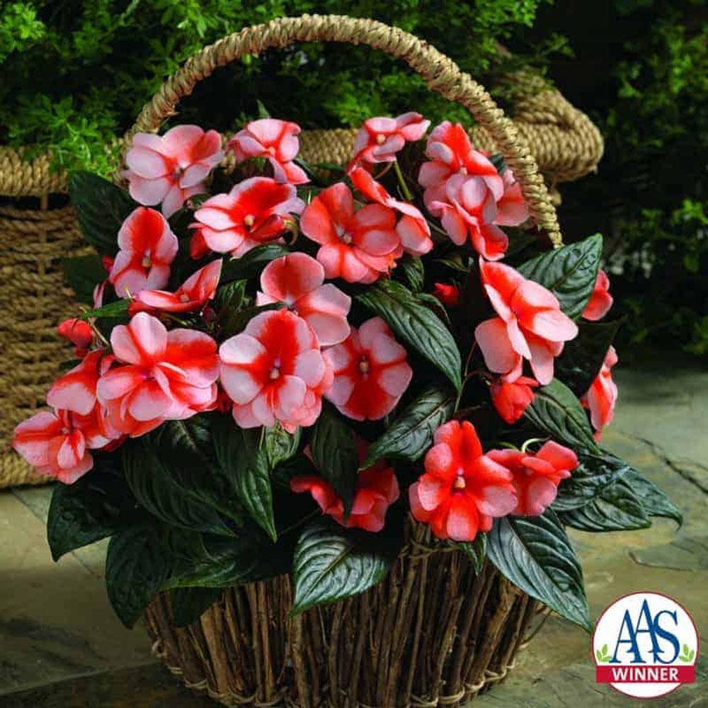 New Guinea Impatiens Orange Sweet AAS Winner