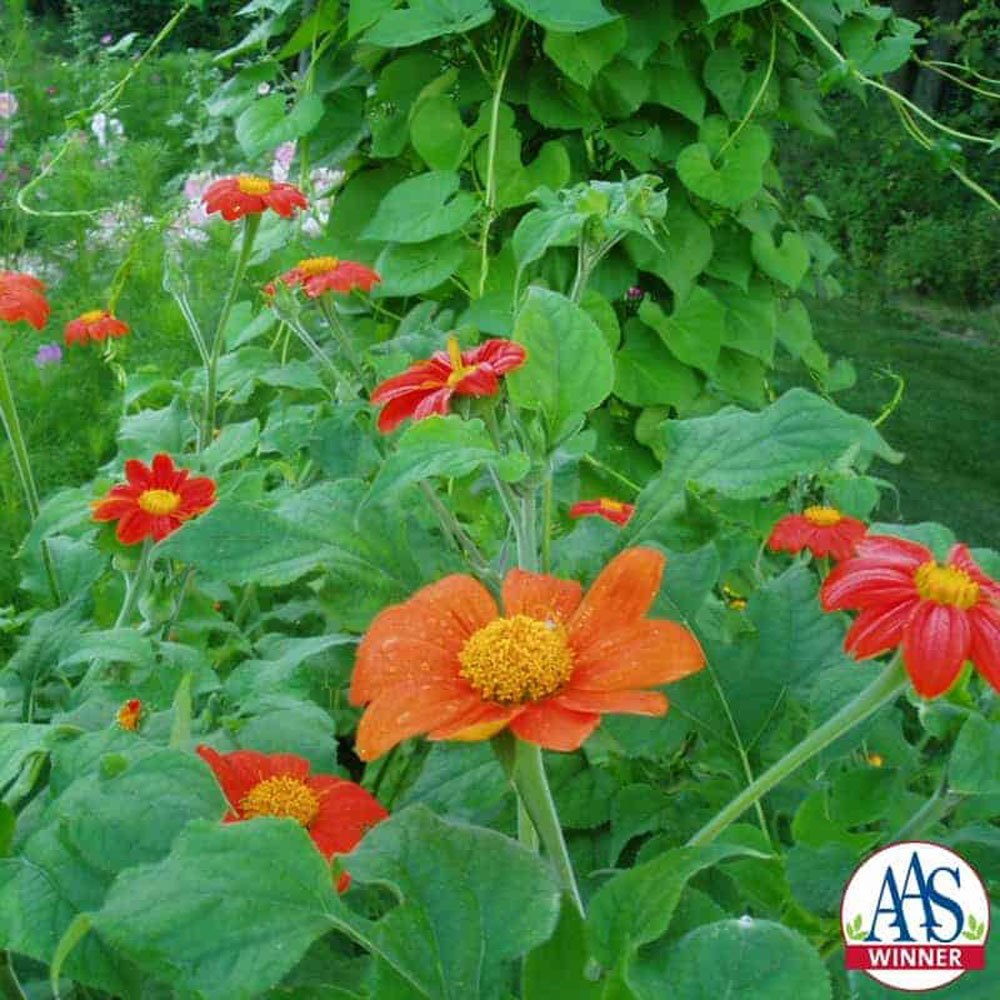 Mexican Sunflower Torch AAS Winner