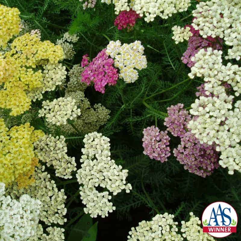 Achillea Summer Pastel AAS Winner