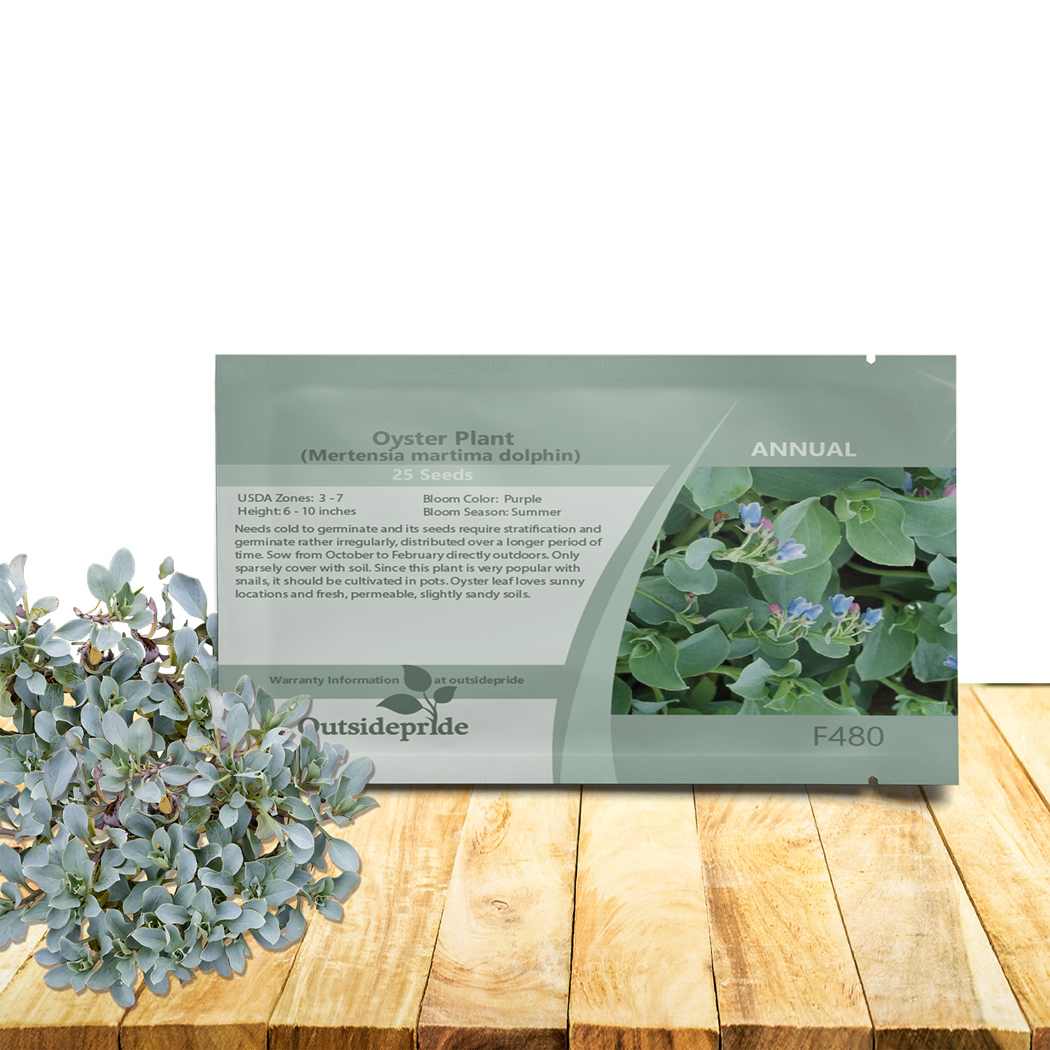 Oyster Plant Seed Packet