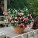 Begonia Pink Potted Plant