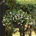 Begonia White Hanging Basket