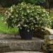 Begonia White Flower Pot