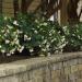 Begonia White Landscape Garden