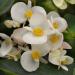 Begonia White Close Up