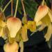 Begonia Groovy Yellow