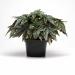 Begonia Gryphon Flower Pot