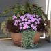 Begonia Gryphon Mixed Container