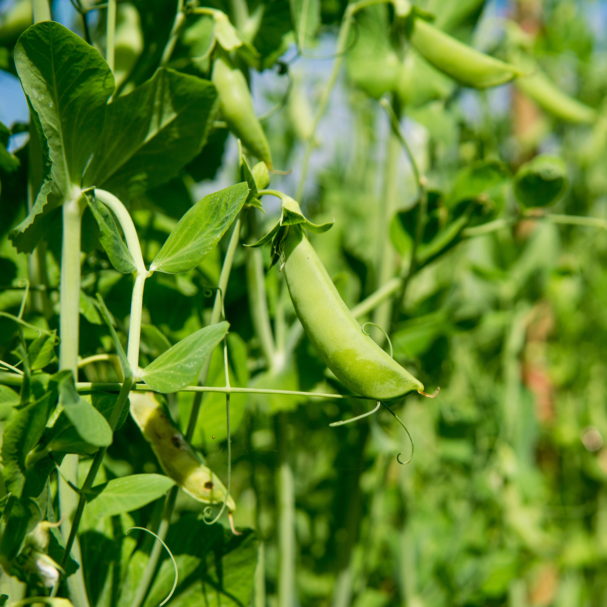 Field peas for cover crops and food plots